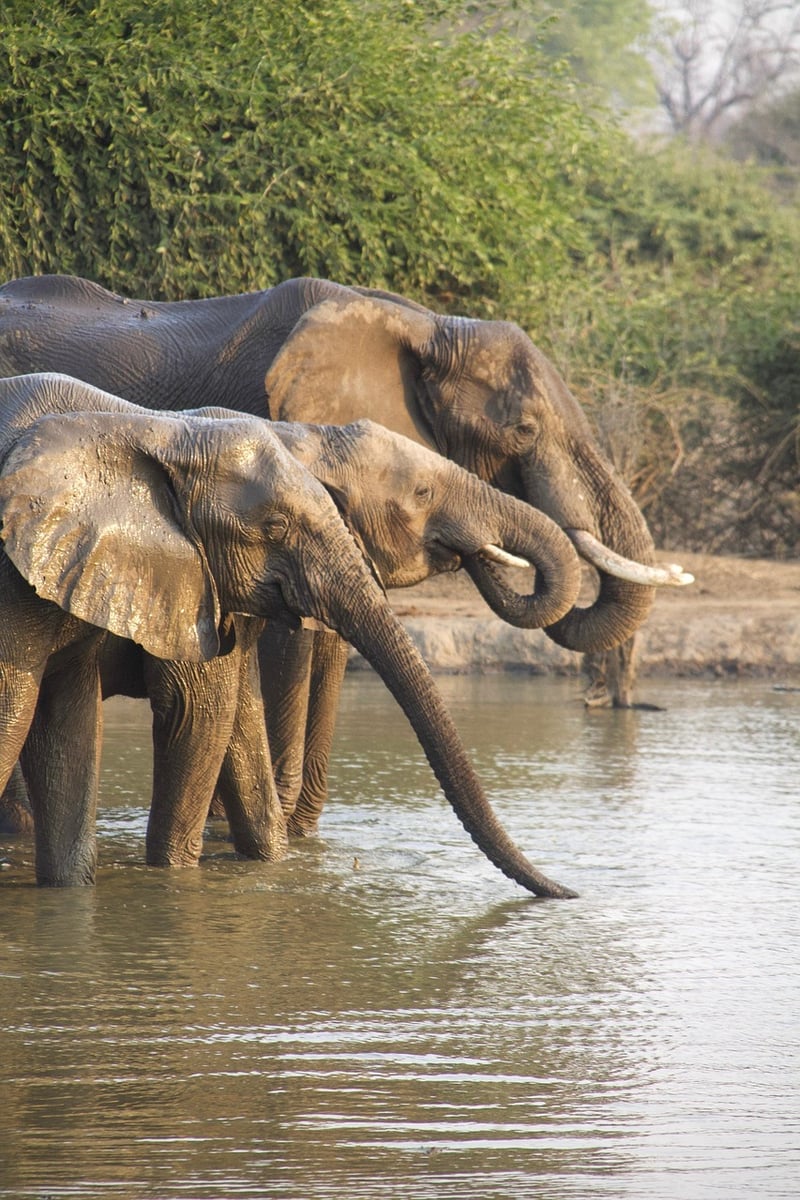 Thrilling Safaris